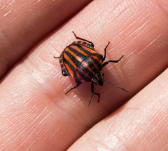 Graphosoma