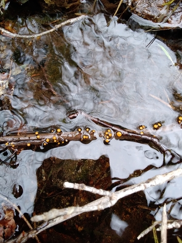 Vibrisseaceae image