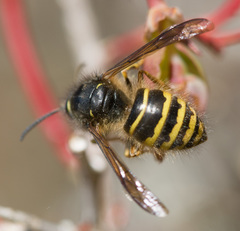 Dolichovespula alpicola