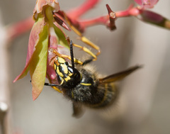 Dolichovespula alpicola
