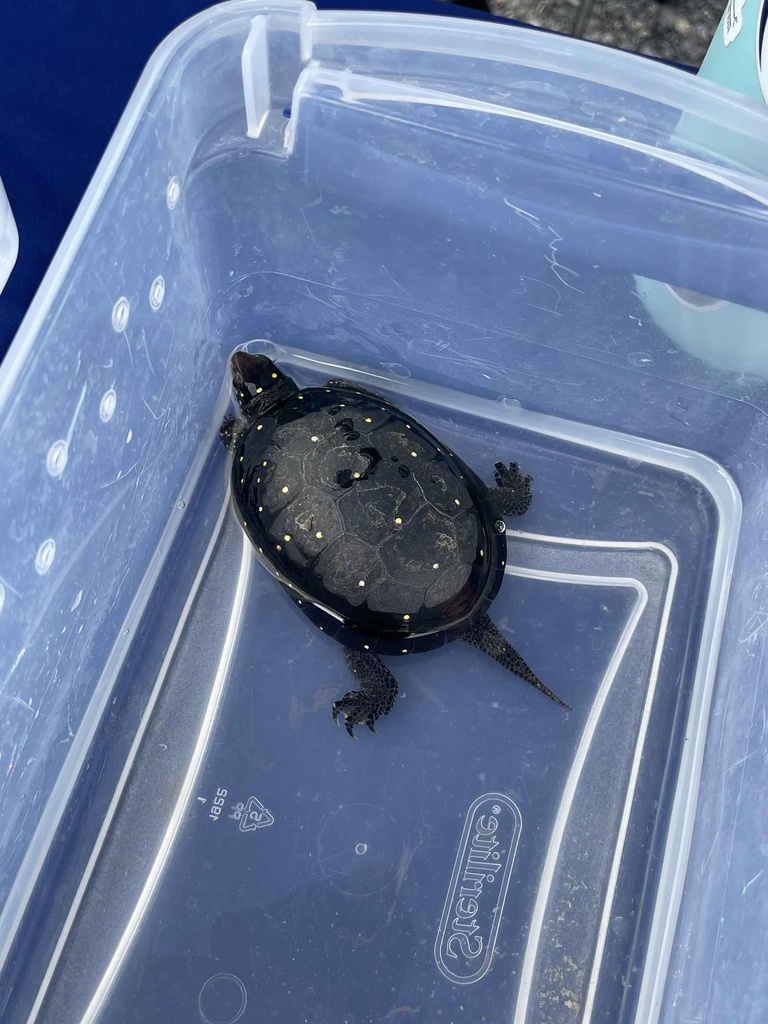 Spotted Turtle in May 2023 by spencero0 · iNaturalist