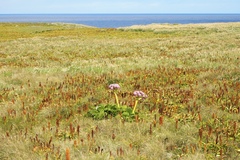 Anisotome latifolia