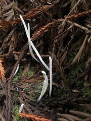 Clavaria falcata