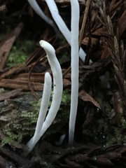 Clavaria falcata