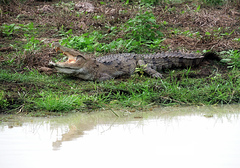 Crocodylus palustris