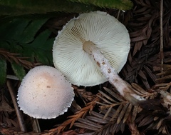 Cystolepiota seminuda