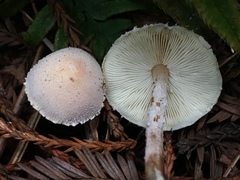 Cystolepiota seminuda
