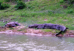 Crocodylus palustris