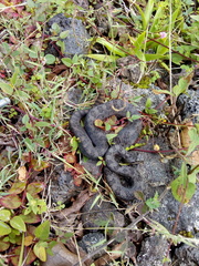 Crotalus intermedius