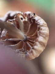 Gymnopus sequoiae image