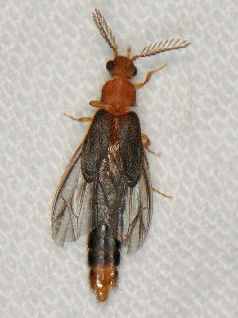 Distremocephalus opaculus