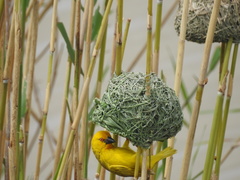 Ploceus subaureus subaureus