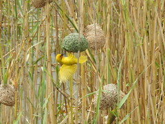 Ploceus subaureus subaureus