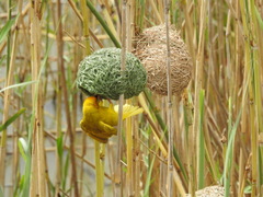 Ploceus subaureus subaureus