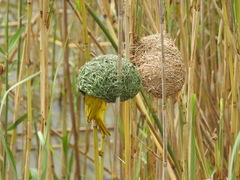 Ploceus subaureus subaureus