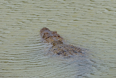 Crocodylus palustris