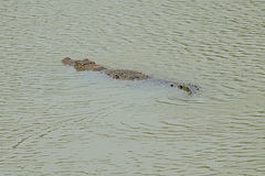 Crocodylus palustris
