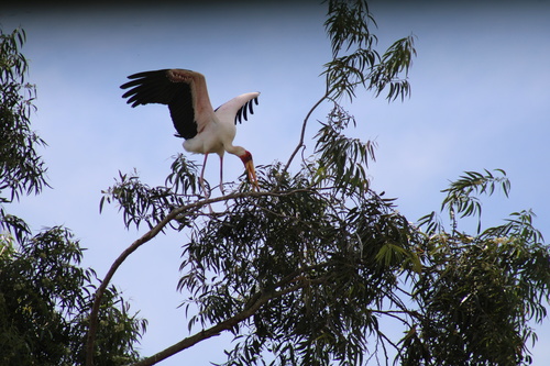 Yellow-billed Stork