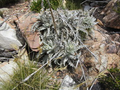 Berkheya francisci
