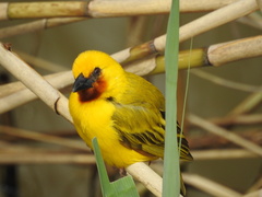 Ploceus xanthopterus