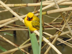 Ploceus xanthopterus
