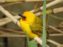Ploceus xanthopterus