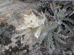 Berkheya francisci