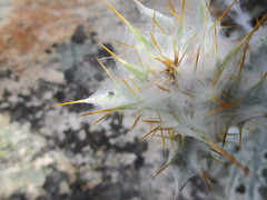 Berkheya francisci