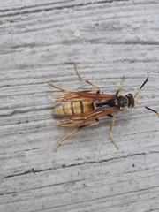Polistes comanchus navajoe