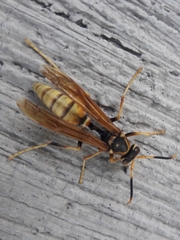 Polistes comanchus navajoe