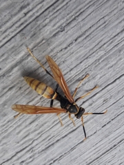 Polistes comanchus navajoe