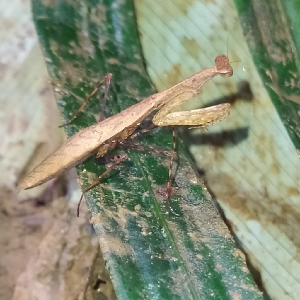Leptomiopteryx dispar