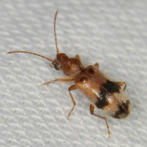 Notoxus calcaratus