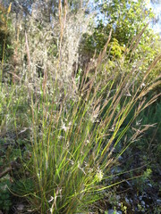 Rytidosperma gracile