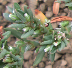 Polygonum