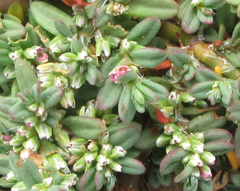 Polygonum