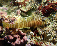 Priolepis cincta