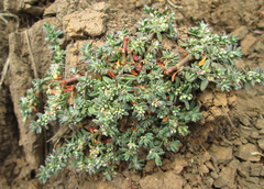 Polygonum