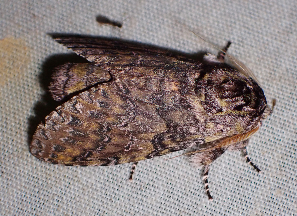 Amaricampa ecpantherioides