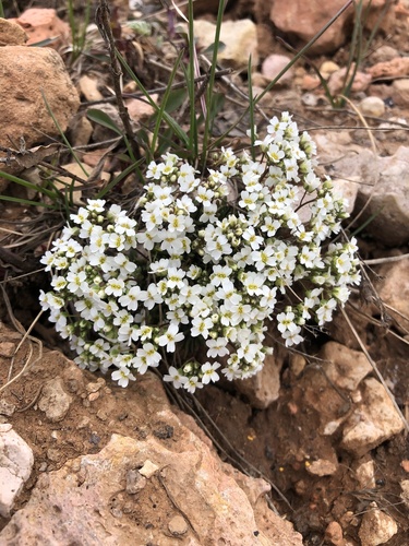 subalpine draba (Draba subalpina)
