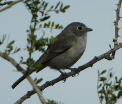Vireo vicinior