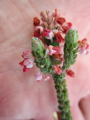 Erica nervata