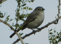 Vireo vicinior