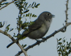 Vireo vicinior