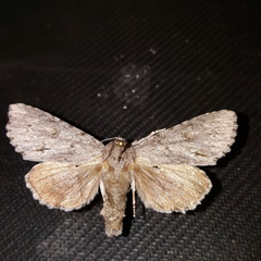 Acronicta americana