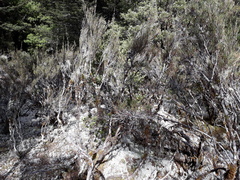 Dracophyllum subulatum