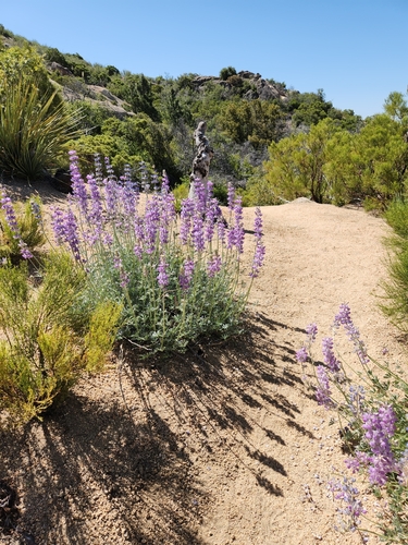 Image of Lupinus excubitus by no rights reserved