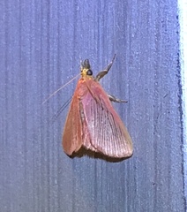 Arctioblepsis rubida