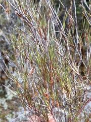Dracophyllum subulatum