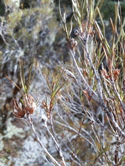 Dracophyllum subulatum